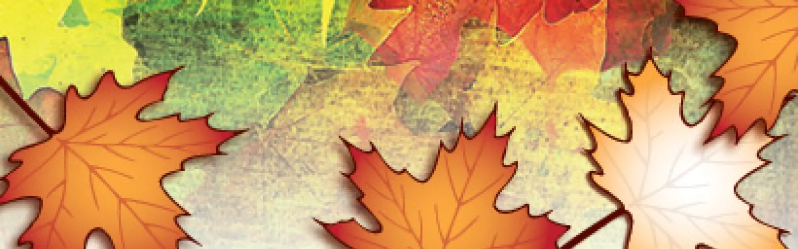 leaves of different colors