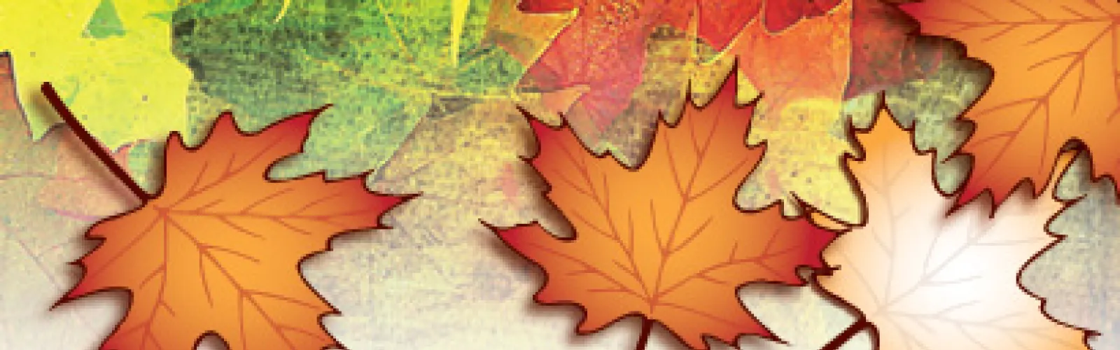 maple leaves