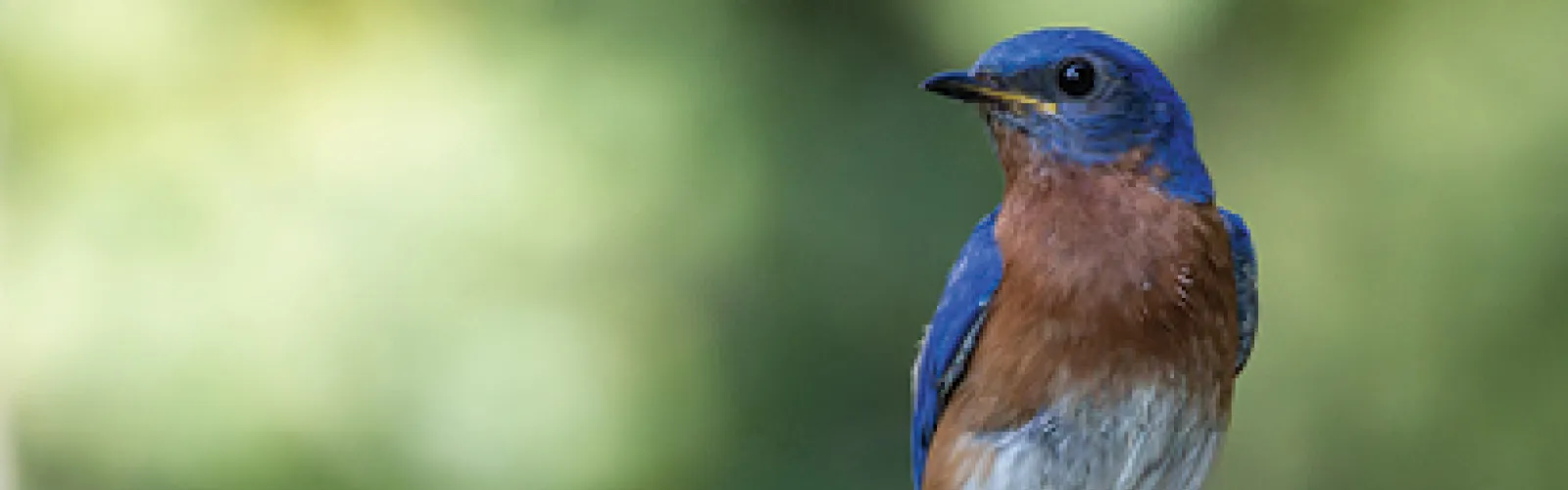 Learn about raised bed gardening and the lives of bluebirds 