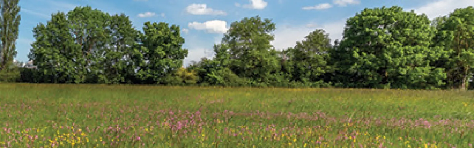 a grass field with trees in the backhground