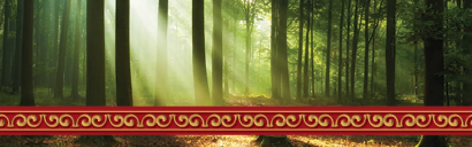 a forest with light in distance