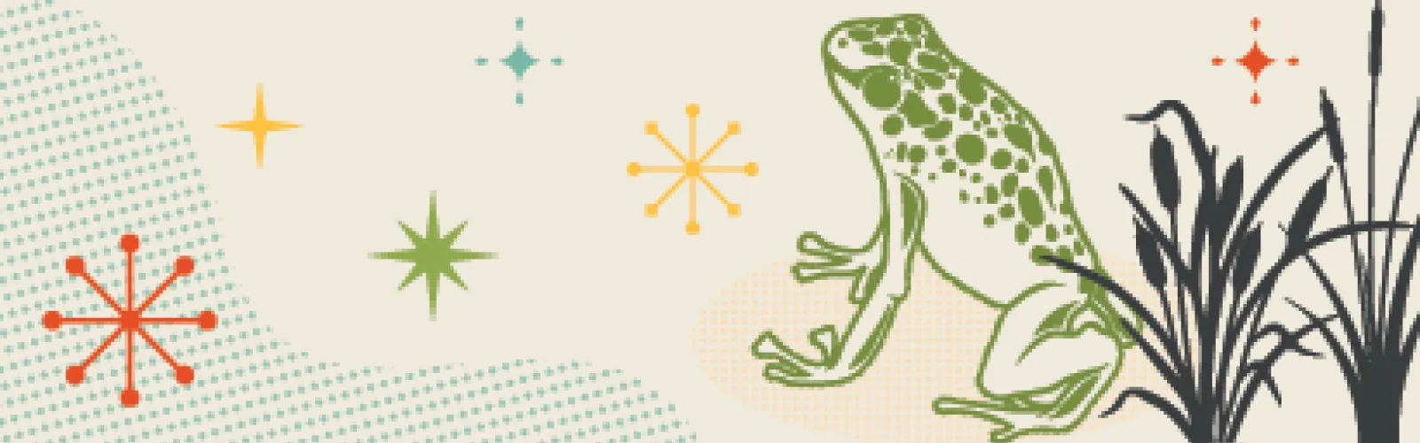 a frog 