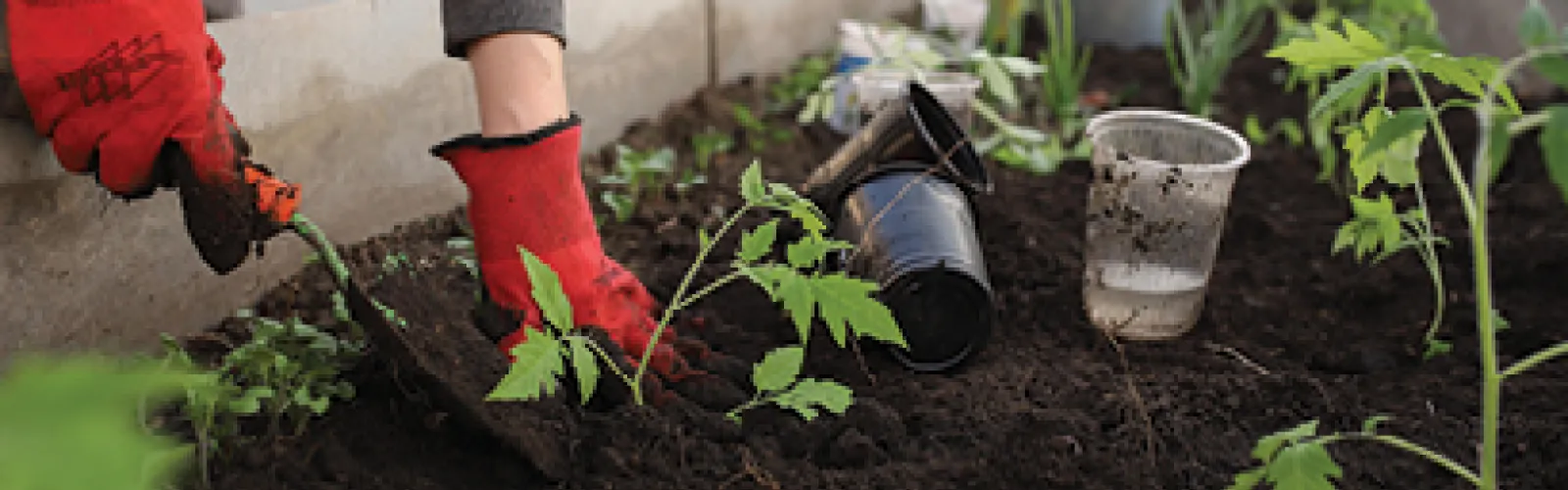 a flower bed with plants and dirt